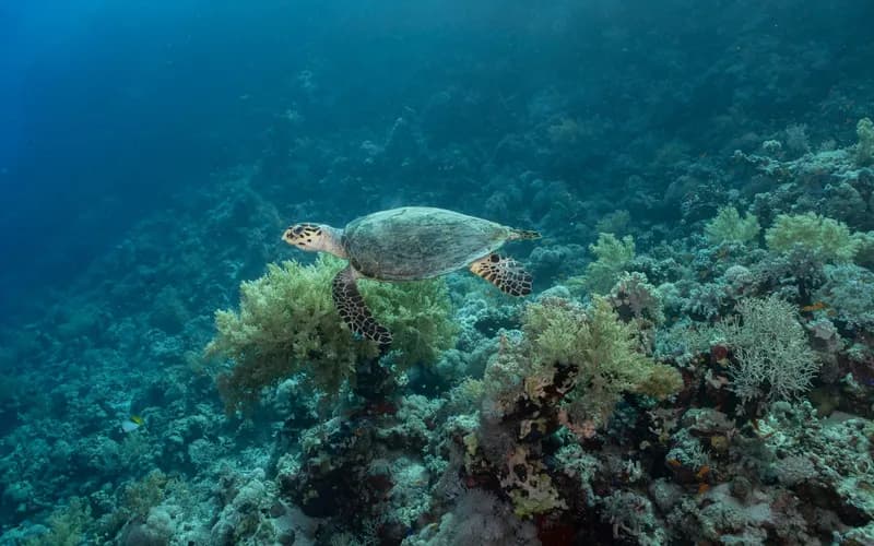 tortue de mer sur récif corallien