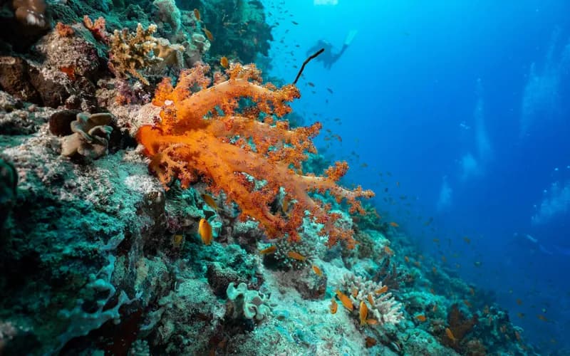 coral reef fish