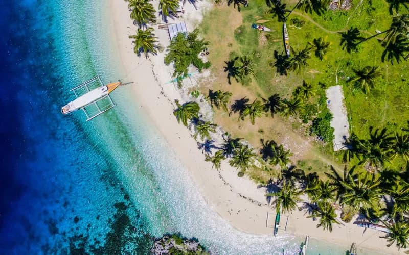 siargao palm trees