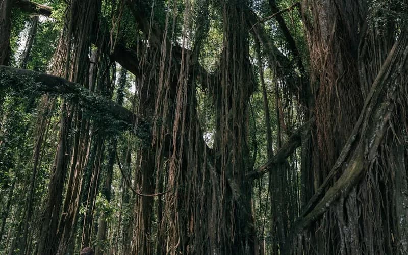 old balete tree siquijor