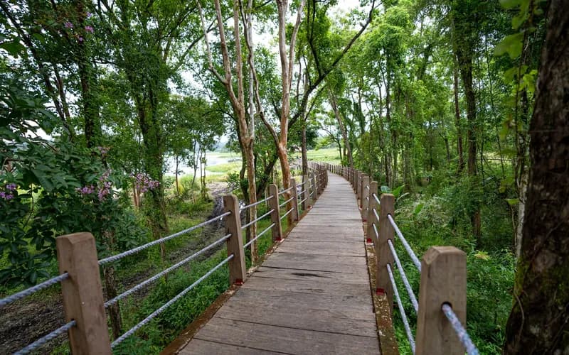 green rail corridor forest path