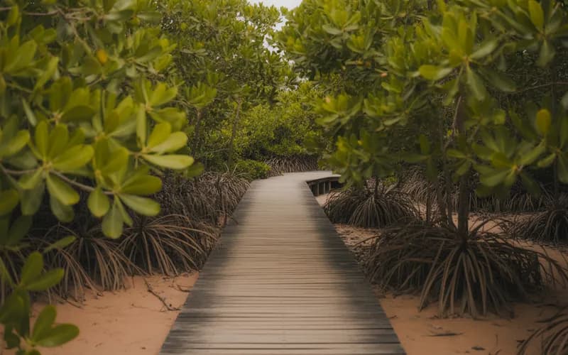 passerelle de mangrove