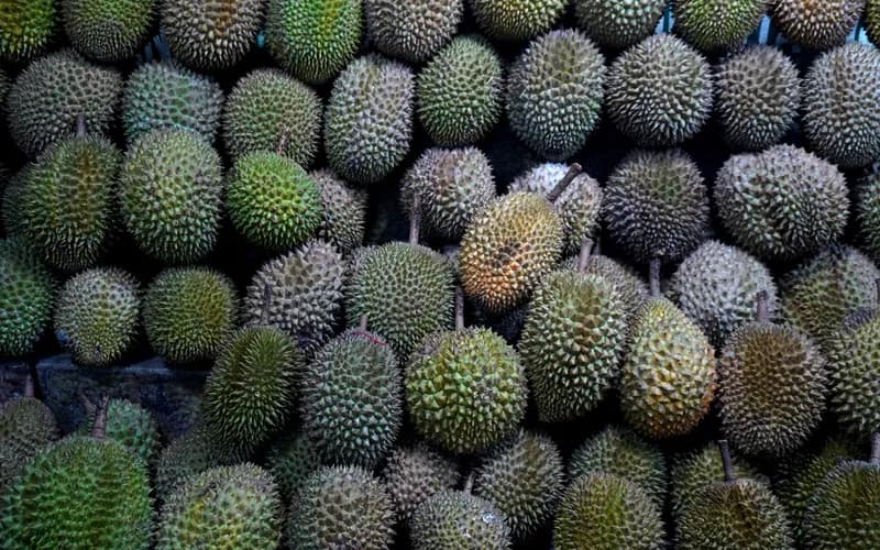 durian fruit market
