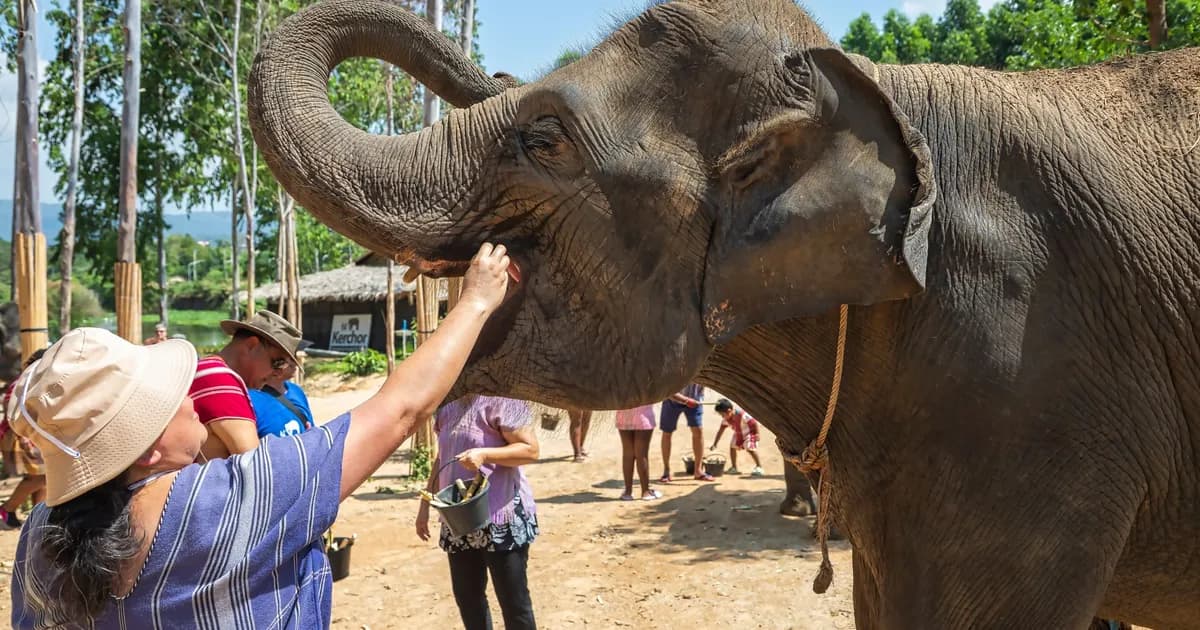 How to Choose an Ethical Elephant Sanctuary in Thailand