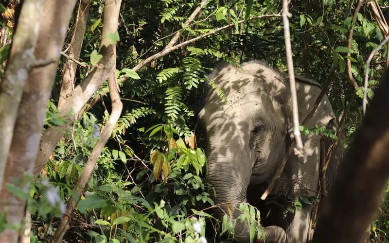 elephants walking forest thailand