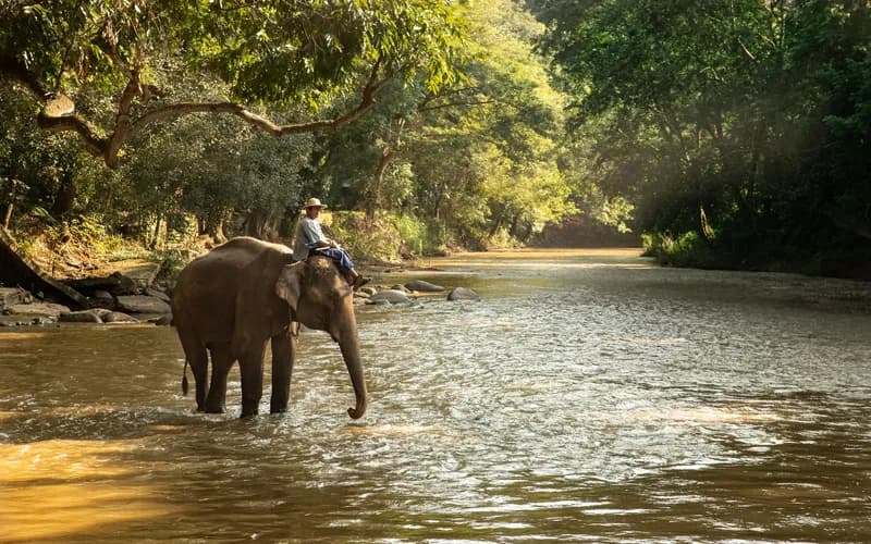 mahout with elephant kanchanaburi