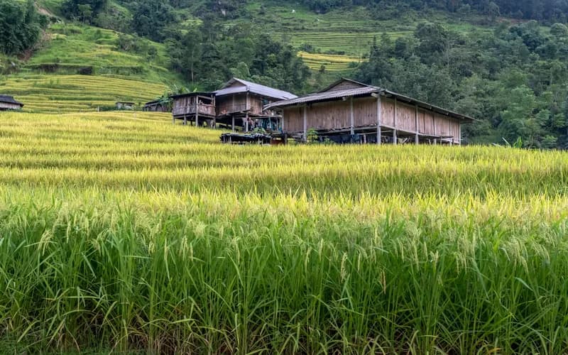 rice field house