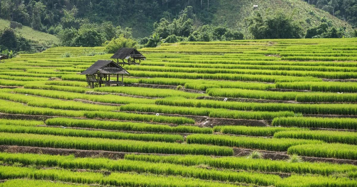 Comment voyager en Thaïlande pendant la saison verte sans perdre la moitié du séjour sous la pluie
