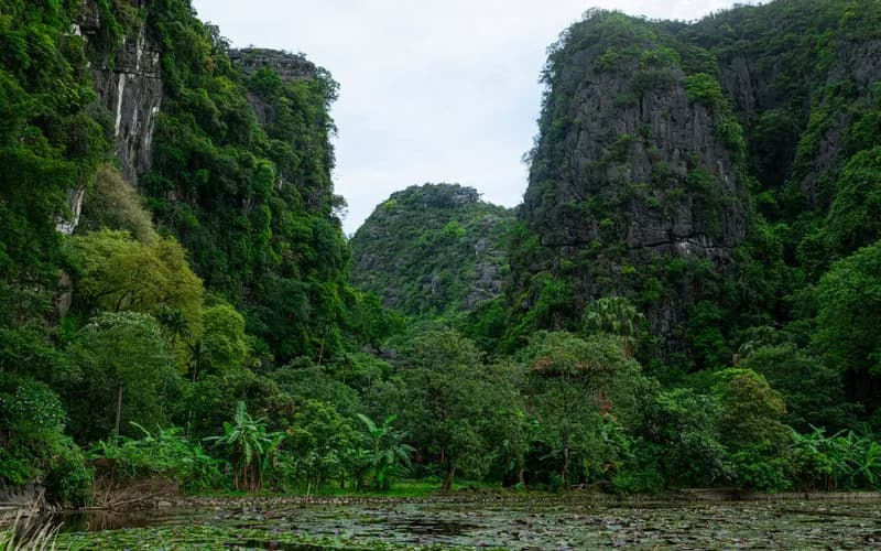 rainforest limestone cliffs