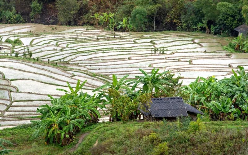 rizières de pai