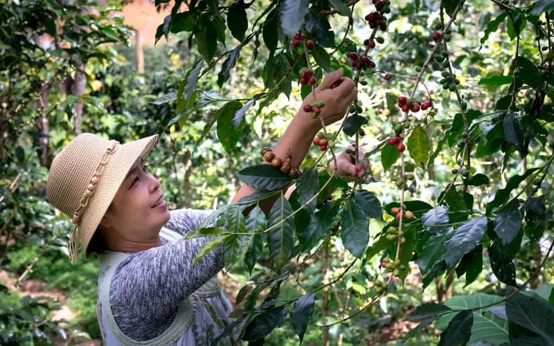 coffee cherries harvest