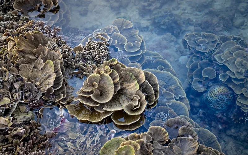 bleached coral reef thailand