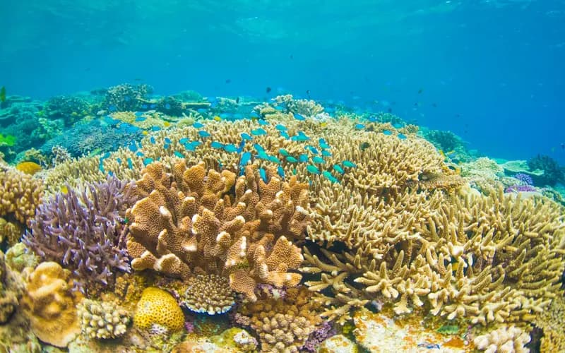 koh ngai beach reef