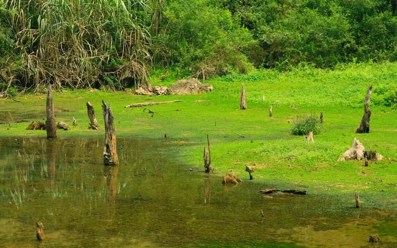 forêt inondée et eau