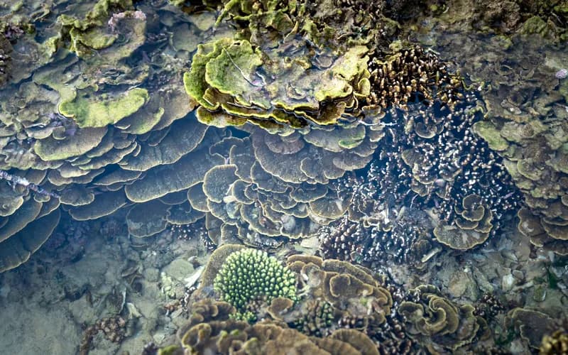 Vue sous-marine grand angle d'un récif corallien sain dans une eau tropicale claire, formations de coraux mous au premier plan, petits poissons rouges