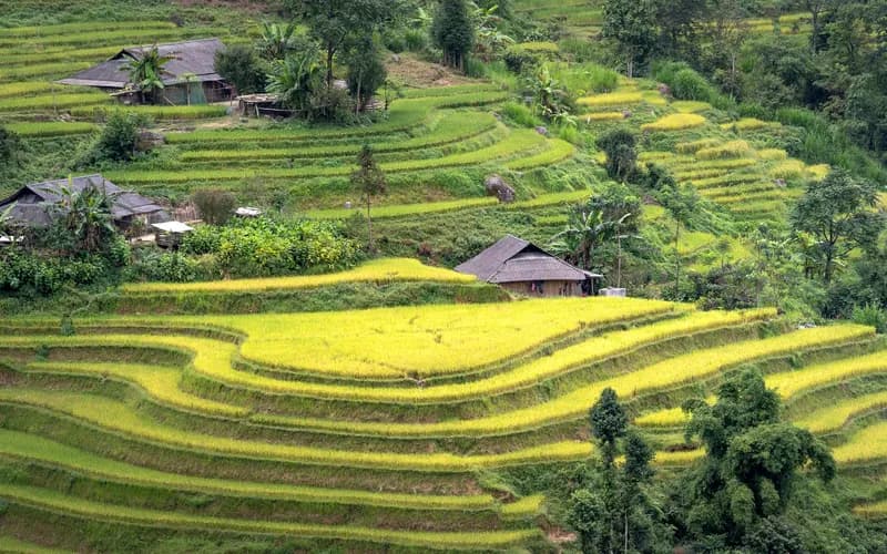 hmong village terraces vietnam