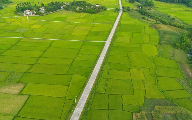 rural road rice fields vietnam
