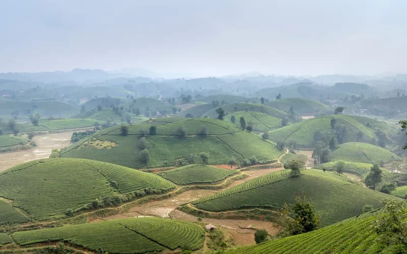 collines de thé vertes