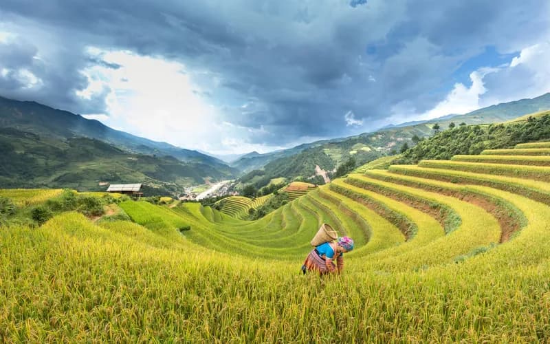 agriculteur hmong rizière en terrasses
