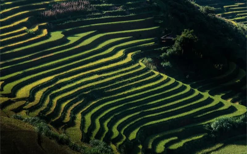 Wide aerial view of terraced rice fields cascading down a hillside in northern Vietnam at golden hour, warm amber light rakin