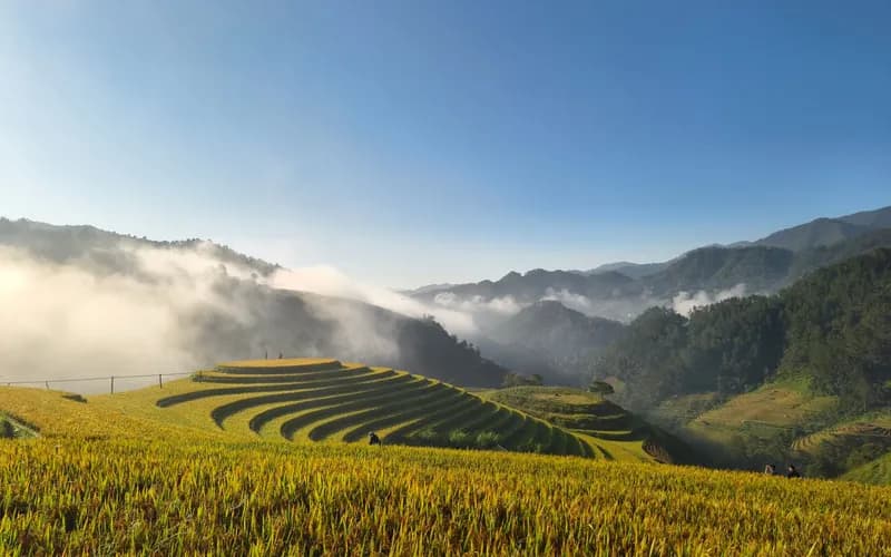 Wide aerial view of a river valley in northern Vietnam at dawn, terraced rice fields descending into morning mist, soft golde